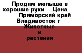 Продам малыша в хорошие руки. › Цена ­ 6 000 - Приморский край, Владивосток г. Животные и растения » Собаки   
